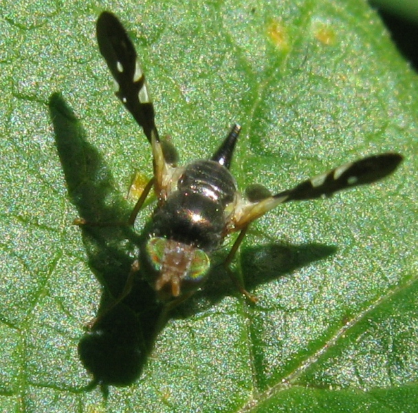 Aciura coryli (Tephitidae)